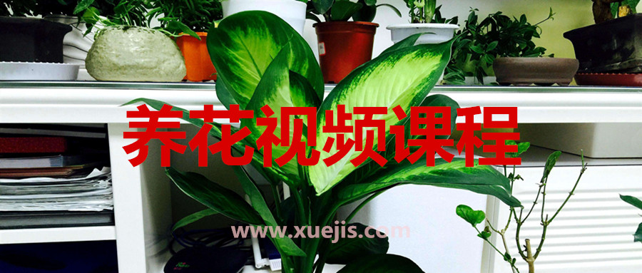 養花視頻課程  百度網盤