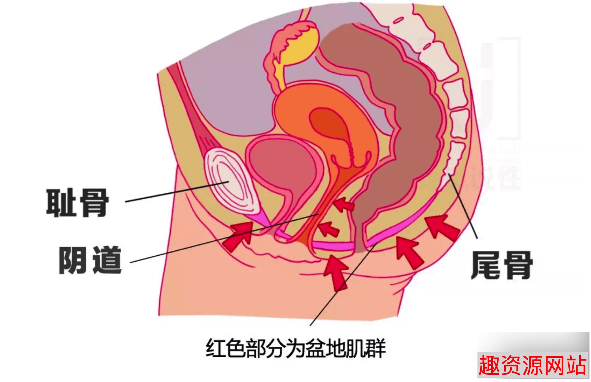 陳見玉蛋功視頻教學(xué)女性縮陰鍛煉課程（完整版）