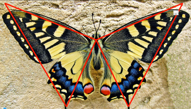 無為課堂裕八方鬼推磨之蝴蝶戰法_百度云網盤視頻課程