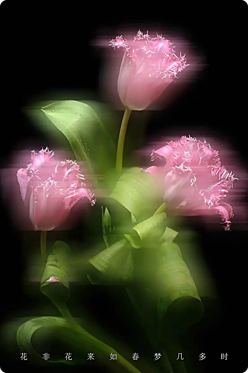 18度攝影學院-花草的拍攝與創意后期百度網盤