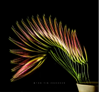 【會跳舞的花朵】從零到精通視頻教程―2小時(shí)深度掌握頻閃花卉創(chuàng)意攝影