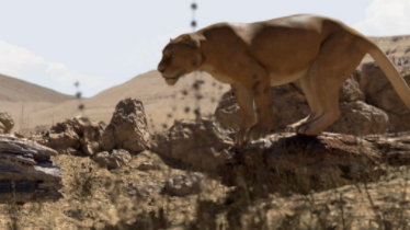 ianimate creature workshop生物動畫課合集百度網盤